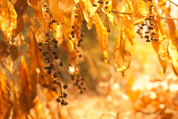 Life of Natureâ€™s Flow